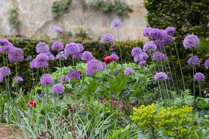 Hidcote 2015 (13)